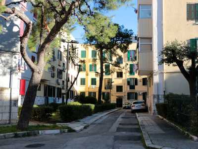 Tra il verde dell�erba o il marrone del terreno si ergono alti pini e folti cespugli